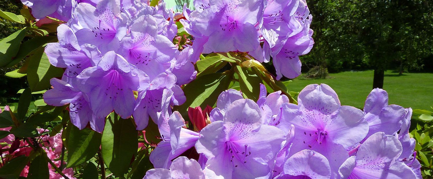 Carpet Cleaning Randolph NJ 9739275113 All County ChemDry