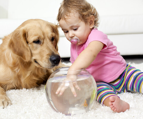 Pet Adoption Myths Pet Adoption Myths