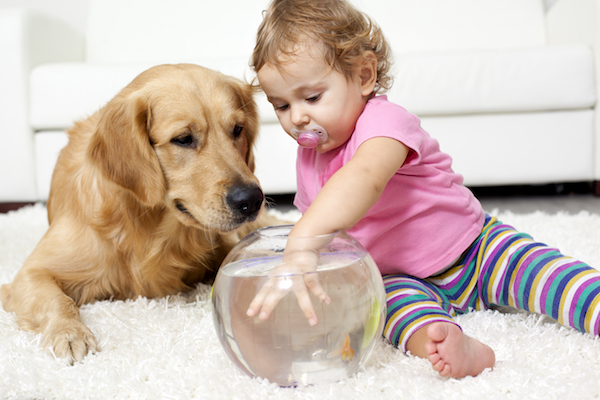 Pet Adoption Myths
