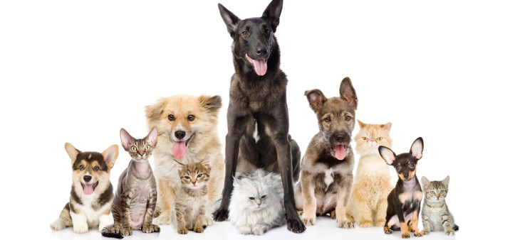 Pets Pets